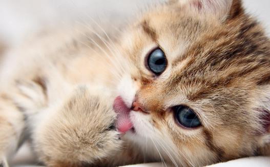 动物疫病诊断仪：猫弓形虫是什么？