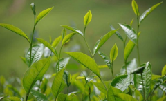 如何检测茶叶中的农药残留？